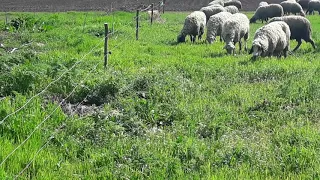 Електропастир в село Методиево