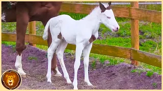 10 Babytiere, die nur einmal in tausend Jahren geboren werden!