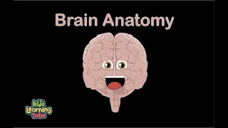 Human Body /Brain Song/Human Body Systems | KLT Anatomy