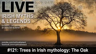 Live Irish Myths episode 121: Trees in Irish mythology: The Oak