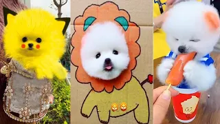 Tik Tok Chó Phốc Sóc Mini 😍 Funny and Cute Pomeranian #293