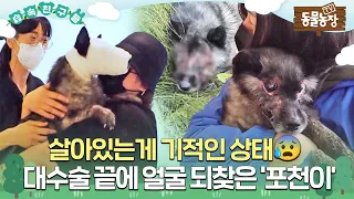 [#습속친구들] 🐶피부이식 수술로 얼굴 되찾은 ‘포천이’의 새 삶 도전기💖 #TV동물농장 #AnimalFarm #SBSstory