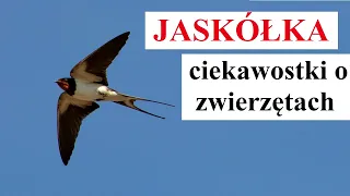 JASKÓŁKI - ciekawostki o zwierzętach