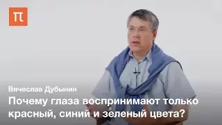 Глаз и фоторецепторы — Вячеслав Дубынин