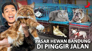 SIDAK PASAR HEWAN PINGGIR JALAN BANDUNG! OTTEN BANDUNG!