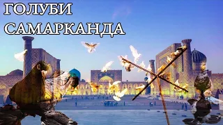 #ГОЛУБИ САМАРКАНД. ИГРА ГОЛУБЕЙ В НЕБЕ. ЛУЧШИЕ ГОЛУБИ УЗБЕКИСТАНА. #ИГРОВЫЕ ГОЛУБИ.