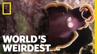 Flatworm Penis Fencing | World's Weirdest