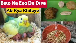 Bird Ne Egg De Diye Ab Kya Khilaye/Chicks Ki Achi Health Ke Liye/Perfect Diet for Breeding