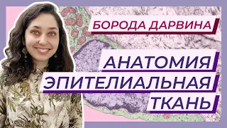 Анатомия. Эпителиальная ткань.