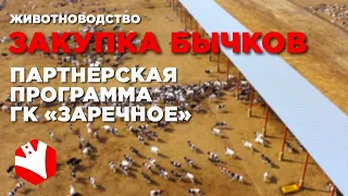 Закупка бычков | Программы сотрудничества с ГК  «Заречное» | Животноводство