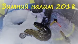 Зимний налим / Winter burbot