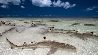 Дикая природа Акулий остров National Geographic Wild