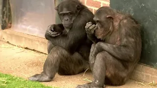 4 Things You Didn't Know about Chimps | BBC Earth