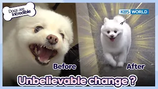 Amazing change? The same dog?🐶 [Dogs are incredible : EP.173-3] | KBS WORLD TV 230606