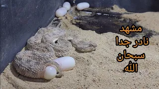 اندر فيديو ممكن تشاهده للطريشة وهى تضع بيضها تصوير نادر جدا مع احمد الدكرونى