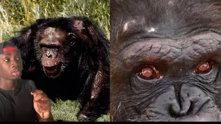 The Terrifying Truth About Chimps