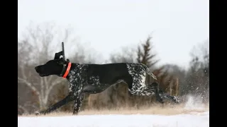 German Shorthair Pointer - Early December Pheasant Hunt