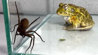 Weird spider / Pacman frog , African bullfrog【LIVE FEEDING】