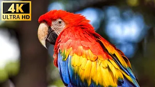 Rainforest Birds in 4K - Colorful Breathtaking Birds with Calming Music - 4K Video ULTRA HD