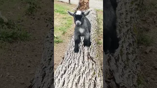 Baby Pygmy goats are the best! Running!