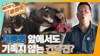 [#개는훌륭하다] 개통령 앞에서도 기죽지 않는 도베르만 건달견 '흑임자'ㅣKBS 220509 방송