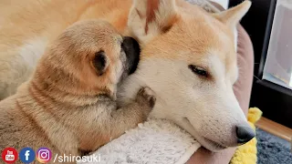 Cutest Moment of Puppy Kissing his Mom ❤️