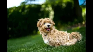 Maltipoo Facts - Puppies and Full Grown Dogs