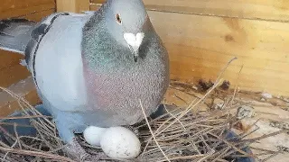 My Pigeons Are Breeding Like Crazy