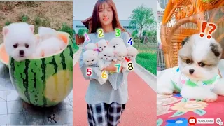 Tik Tok Chó Phốc Sóc Mini | Funny and Cute Pomeranian Videos #28