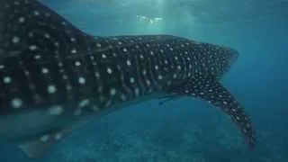 Best Of Maldives Diving.