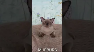 Питомник кошек породы Бурма "MURBURG"