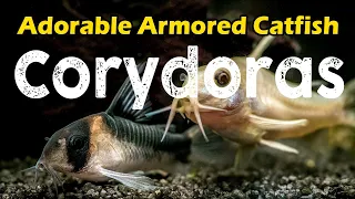 Corydoras: Unveiling the Enchanting World of These Adorable Armored Catfish