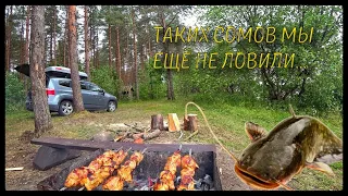 Таких Сомов мы ещё не ловили! Рыбалка. Отдых на природе, у реки с палатками. Вкусный рецепт салата.