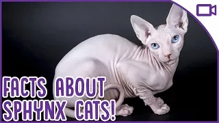 Facts About Sphynx Cats - BALD Cat Fun Facts!
