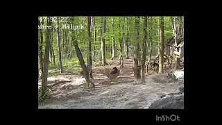 Bears and Hammock: Health resort for rescued bears in Ukraine