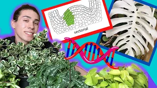 Variegation- Where Does it Come From? | What Variegated Plants to Pick and Avoid 🧪🌱🧬