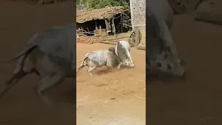 #Bull #Desi #cow #Bull fight #shorts