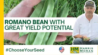 Why you should choose the Romano bean VELERO - #ChooseYourSeed | HM.CLAUSE