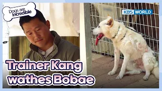 But We must not have another bite incident... [Dogs are incredible : EP.178-3] | KBS WORLD TV 230718