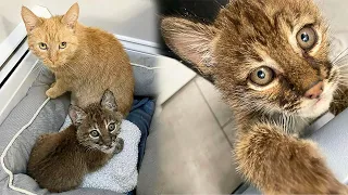 Caring Cat Couldn't Help Her Instincts And Adopted a Bobcat Kitten As Her Own