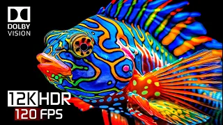 OLED TEST DEMO | BEST OF Color Art 12K HDR 120FPS | DOLBY VISION