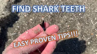 HOW TO FIND SHARK TEETH at the beach