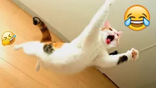 🐱😅 Best Cats and Dogs Videos 🐱😂 Best Funniest Animals Video 2024 # 17