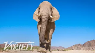 'Secrets of the Elephants' DP on How He Filmed Earth's Largest Land Animals | Doc Dreams