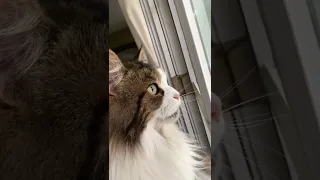 Beautiful Majestic and Chirping at Birds MaineCoon Cat | #shorts