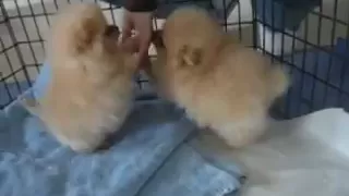 8 week old Pomeranian puppies!