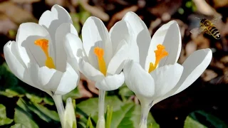 Песня ПОДСНЕЖНИК🌷ВЕСНА🌼Детская песня🎵Фонограмма | #voskrecka