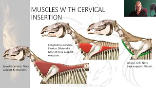 2.2.3 Equine Neck & Scapula Joints Muscles. Horse Saddle Rider Course Kinetic Anatomy Evaluation