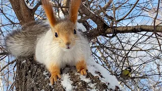 Наглая белка прогнала другую и села щелкать орешки | Insolent squirrel kicked out another squirrel
