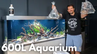 Die ersten Fische im 600L Fluss-Style Aquarium!